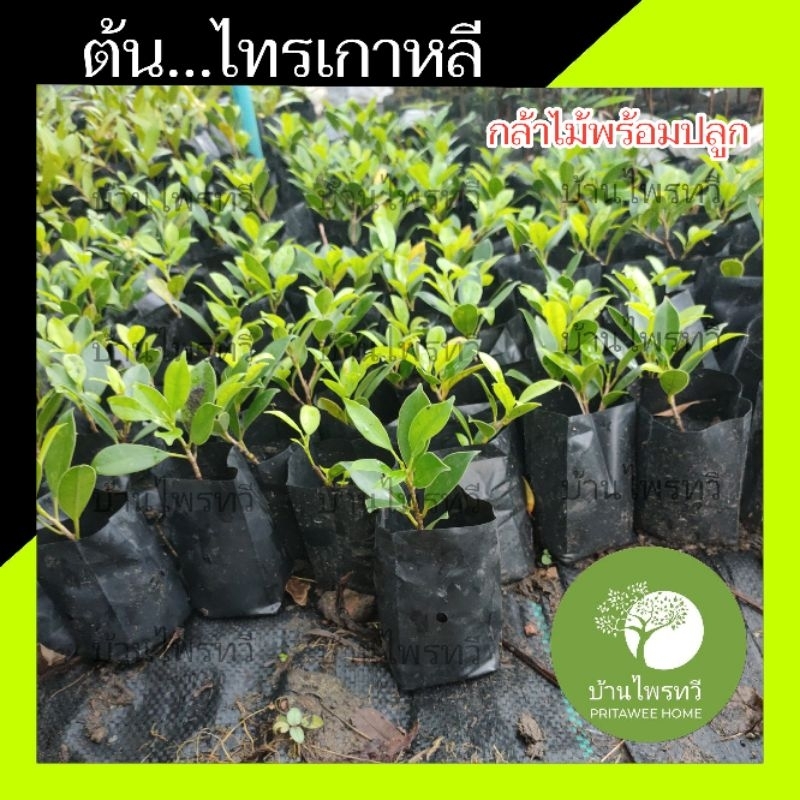 ต้นไทรเกาหลี ไม้พร้อมปลูก ตรงปก ไม้ประดับ น่าปลูก ต้นไม้ตายระหว่างขนส่ง เคลมฟรี