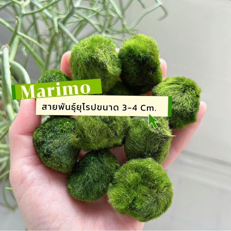 มาริโมะ สายพันธุ์ยุโรป ลูกเล็ก2-2.5,ลูกใหญ่3-4cm. (ซื้อ2ลูกแถมปุ๋ยอาหาร1ขวดขนาดไหนก็ได้) มีคู่มือการเลี้ยงให้