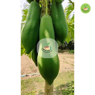 9 บาท เมล็ดมะละกอแขกดำ บรรจุ 20 เมล็ด