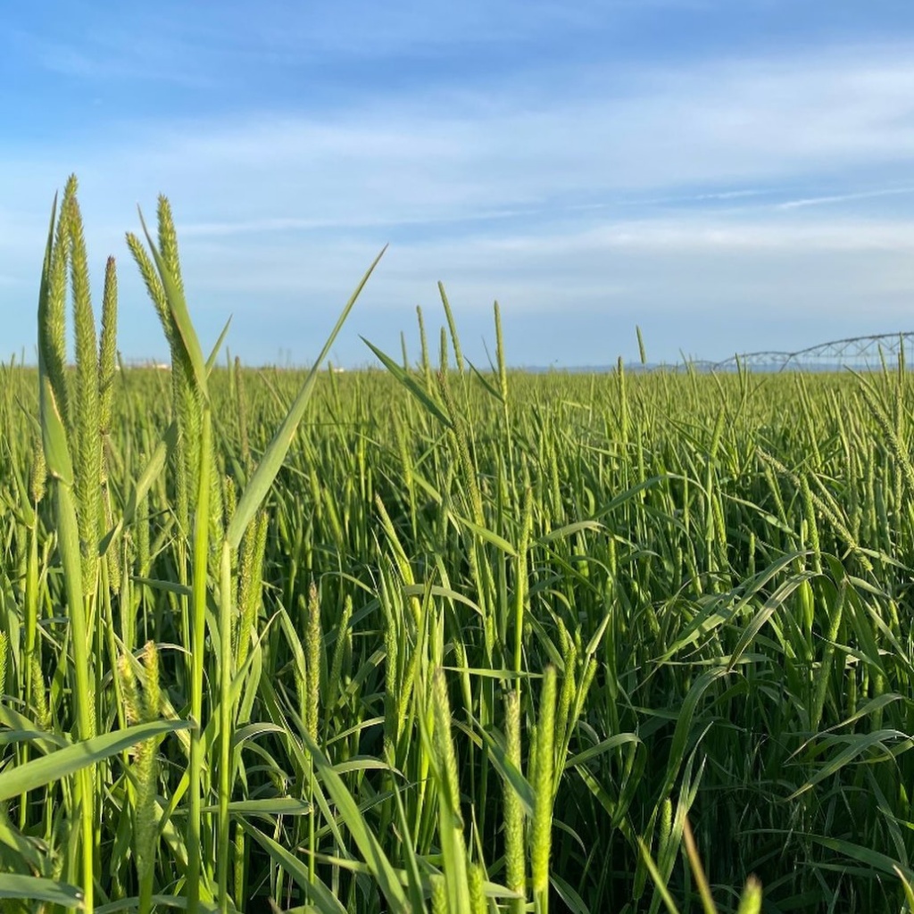 🔹หญ้าทิมโมธี🔹อบลมร้อน คัดเกรดพิเศษ หญ้ากระต่าย Timothy อบกรอบ เส้นยาว หอม ใบเยอะ ก้านเล็กกรอบ - รูปที่ 4