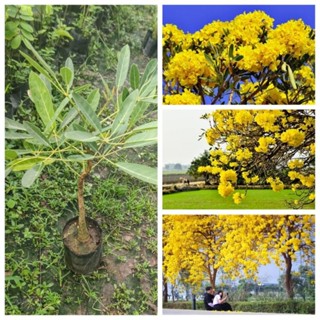 ต้นเหลืองปรีดียาธร ต้นตาเบบูญ่า ต้นเหลืองปรีดี สูง 40-60 ซม.