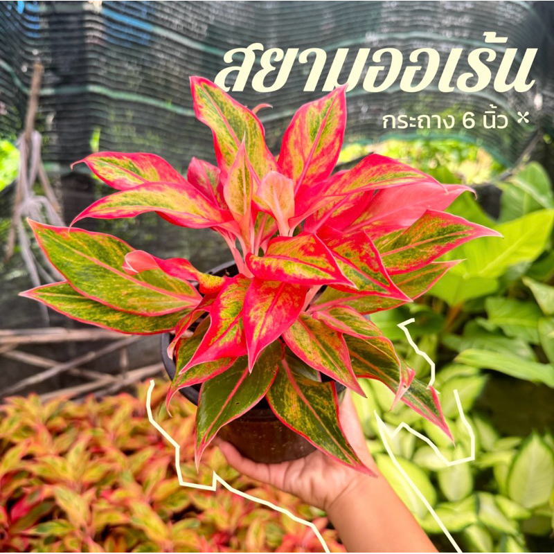 ต้นสยามออเร้น อโกลนีมา ต้นไม้มงคล กระถาง 6 นิ้ว