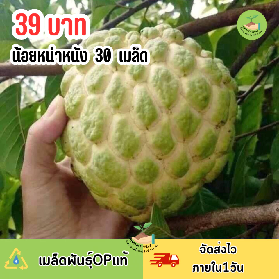 เมล็ดน้อยหน่าหนัง บรรจุ 30 เมล็ด