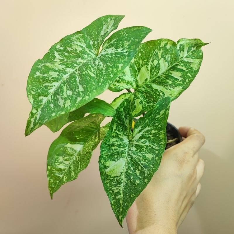 Syngonium Panda ซิงโกเนียม แพนด้า เงินไหลมาแพนด้า ซิงโกเนียมแพนด้า