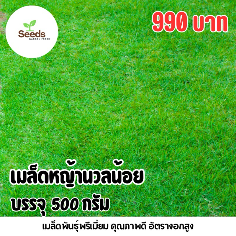 คุ้มที่สุด! เมล็ดหญ้านวลน้อยแท้ บรรจุ 500 กรัม [Seeds Garden Fresh]