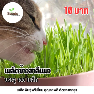 เมล็ดหญ้าแมวจากข้าวสาลี บรรจุ 100 เมล็ด