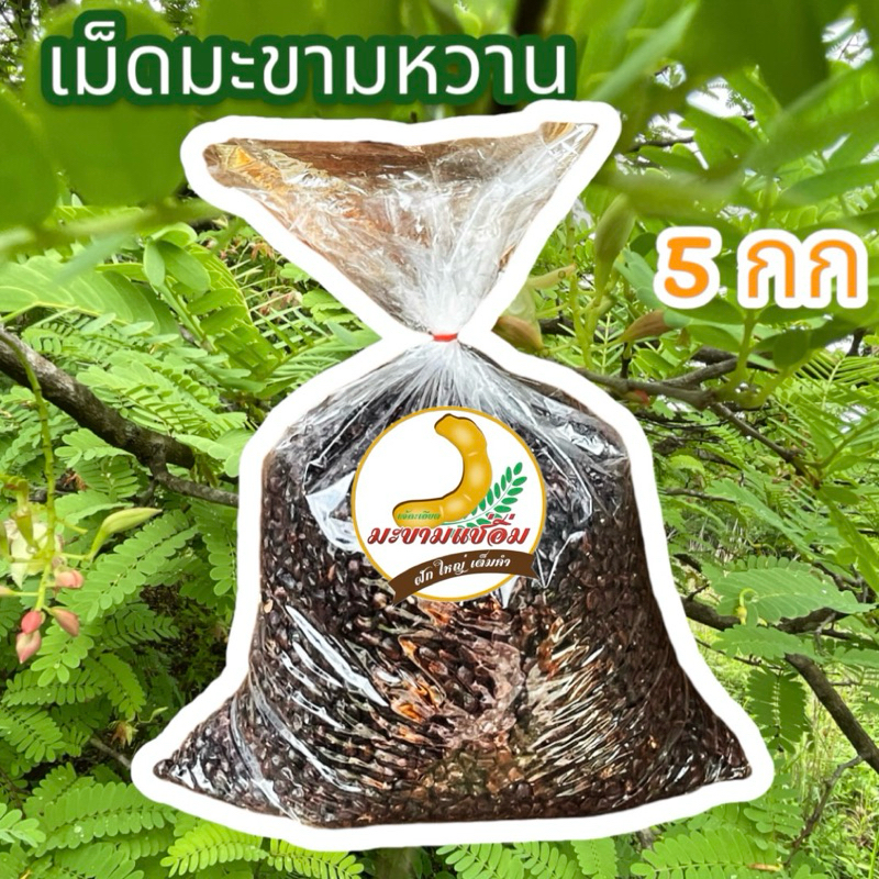 เมล็ดมะขามหวานสีชมพู 5 กิโลกรัม สำหรับปลูกทำรั้วและทำกาแฟ