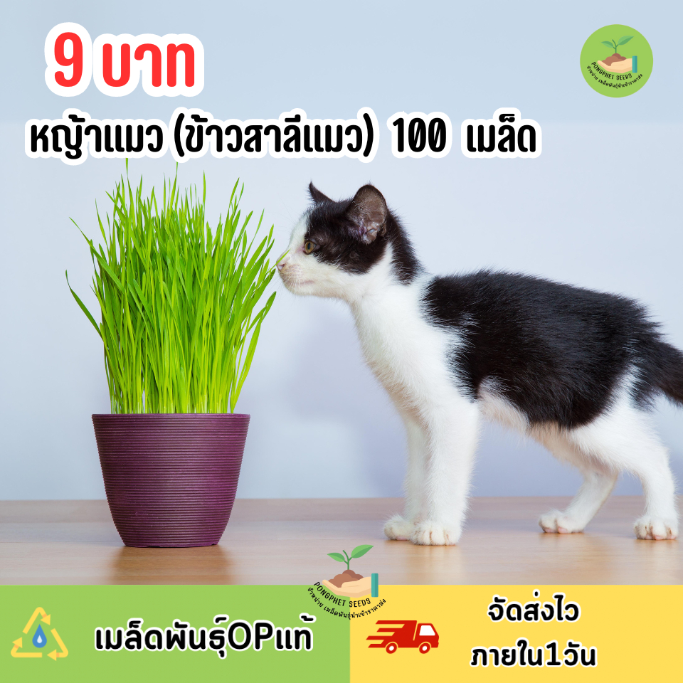 9 บาท หญ้าแมว (ข้าวสาลีแมว) บรรจุ 100 เมล็ด