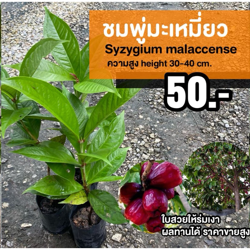 ต้นชมพู่มะเหมี่ยว (จำนวน 1 ต้น) สูง 30-40 เซนติเมตร #Syzygium malaccense