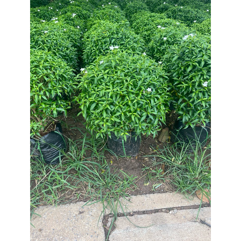 พุดศุภโชค แบบหัวใหญ่ พุ่มกว้าง 35-50 เซนติเมตร ฟอร์มสวย ทนแดด เลี้ยงง่าย