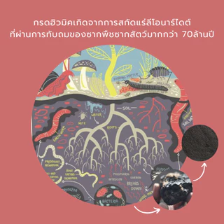 ฮิวมิคผง ผสม ไตรโคเดอร์มา 1kg คุณภาพสูง ฟื้นฟูดินเสีย แตกยอด แตกใบ ป้องกันเชื้อรา กระตุ้นราก ล้างสารเคมีในดิน