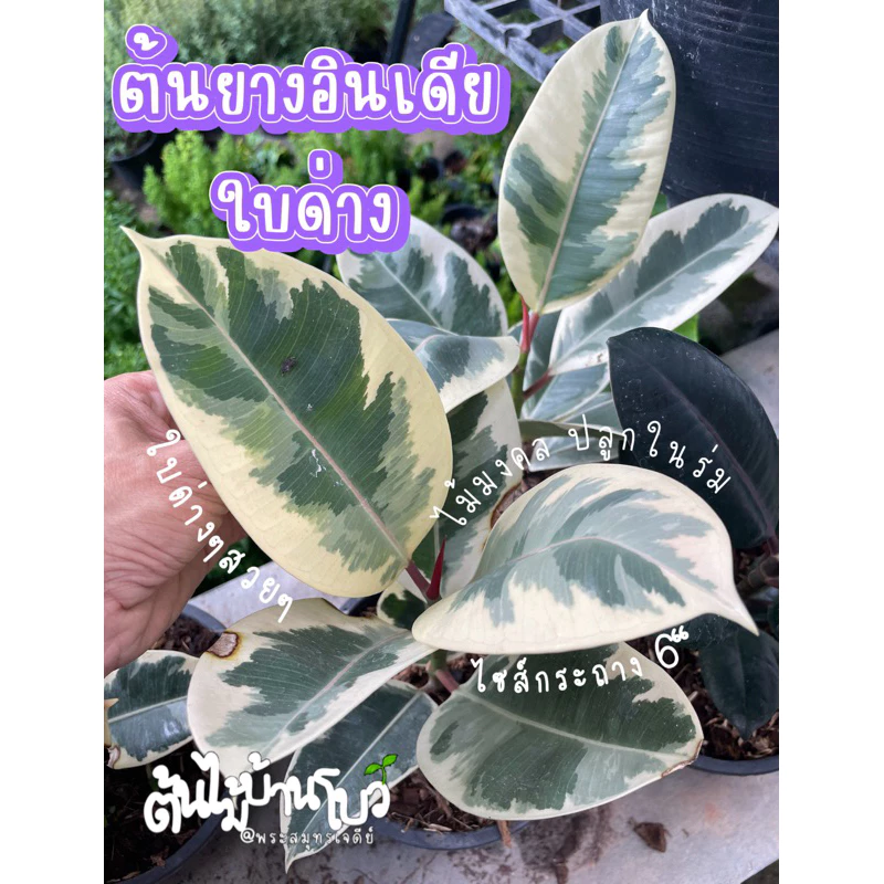 ต้นยางอินเดียใบด่างขาว/ด่างแดง ไซส์กระถาง 6“ ต้นไม้ฟอกอากาศ