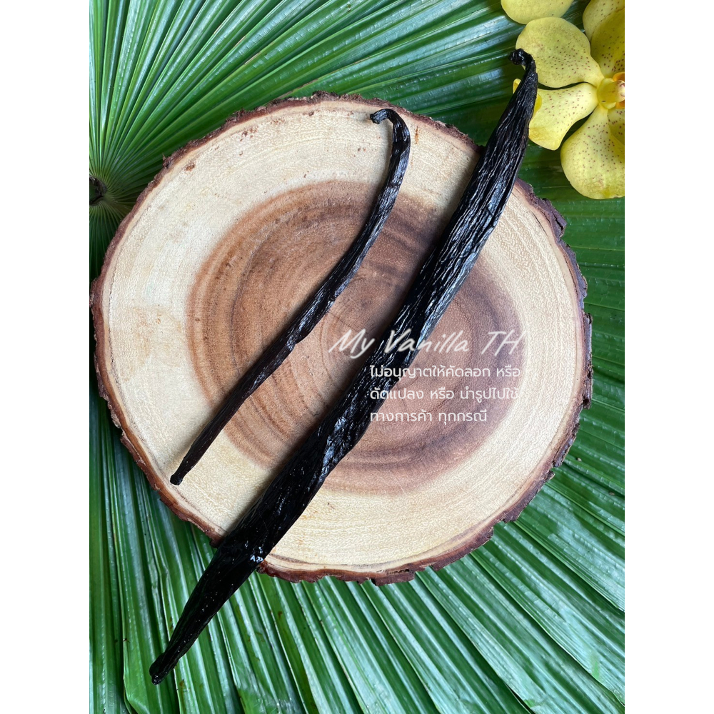๋** JUMBO SIZE ** ฝักวานิลลาPOMPONA***นำเข้าจากมาดากัสการ์ **เกรด GOURMET 22-25 cm** (MADAGASCAR POMPONA VANILLA) 389บาท