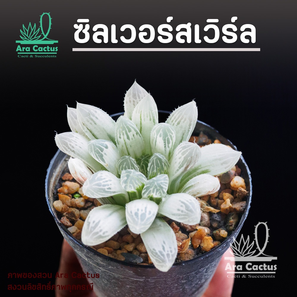 สวนขายเอง! ฮาโวเทียซิลเวอร์สเวิร์ล Haworthia cooperii Silver Swirl ไซส์กระถาง 3 นิ้ว ต้นไม้ประดับ ไม้อวบน้ำ แคคตัส