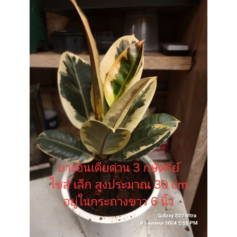 ต้นยางอินเดียด่างสามกษัตริย์#ด่างชมพู#ยางดำ#ไม้ฟอกอากาศ#สูงประมาณ30-40 ซม. - รูปที่ 5