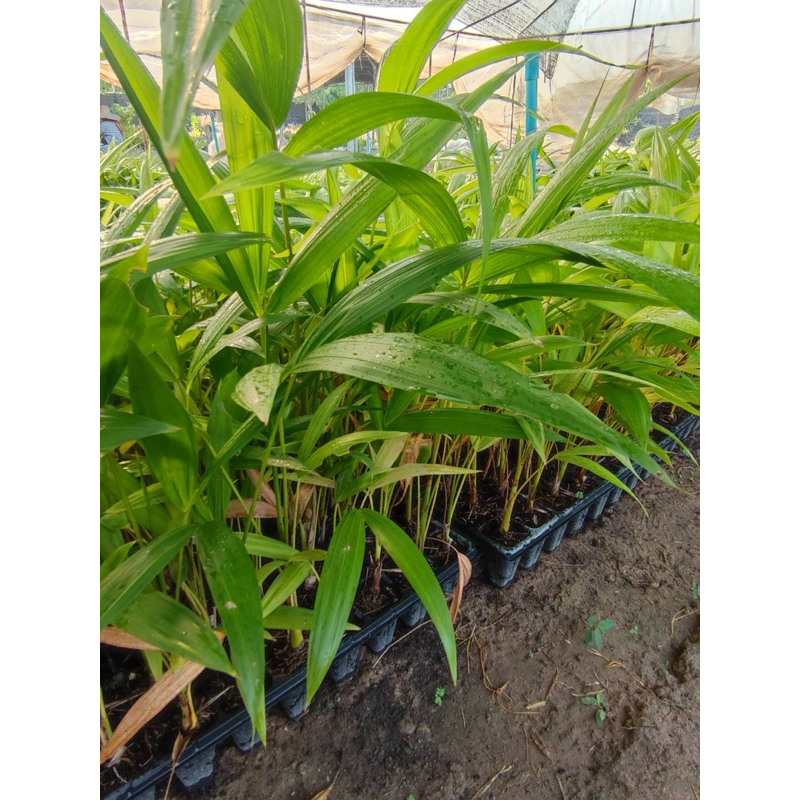 1 ต้น ราคา 200 บาท ต้นกล้าอาซาอิเบอร์รี่ Acai berry ขนาด 30 ซม.++