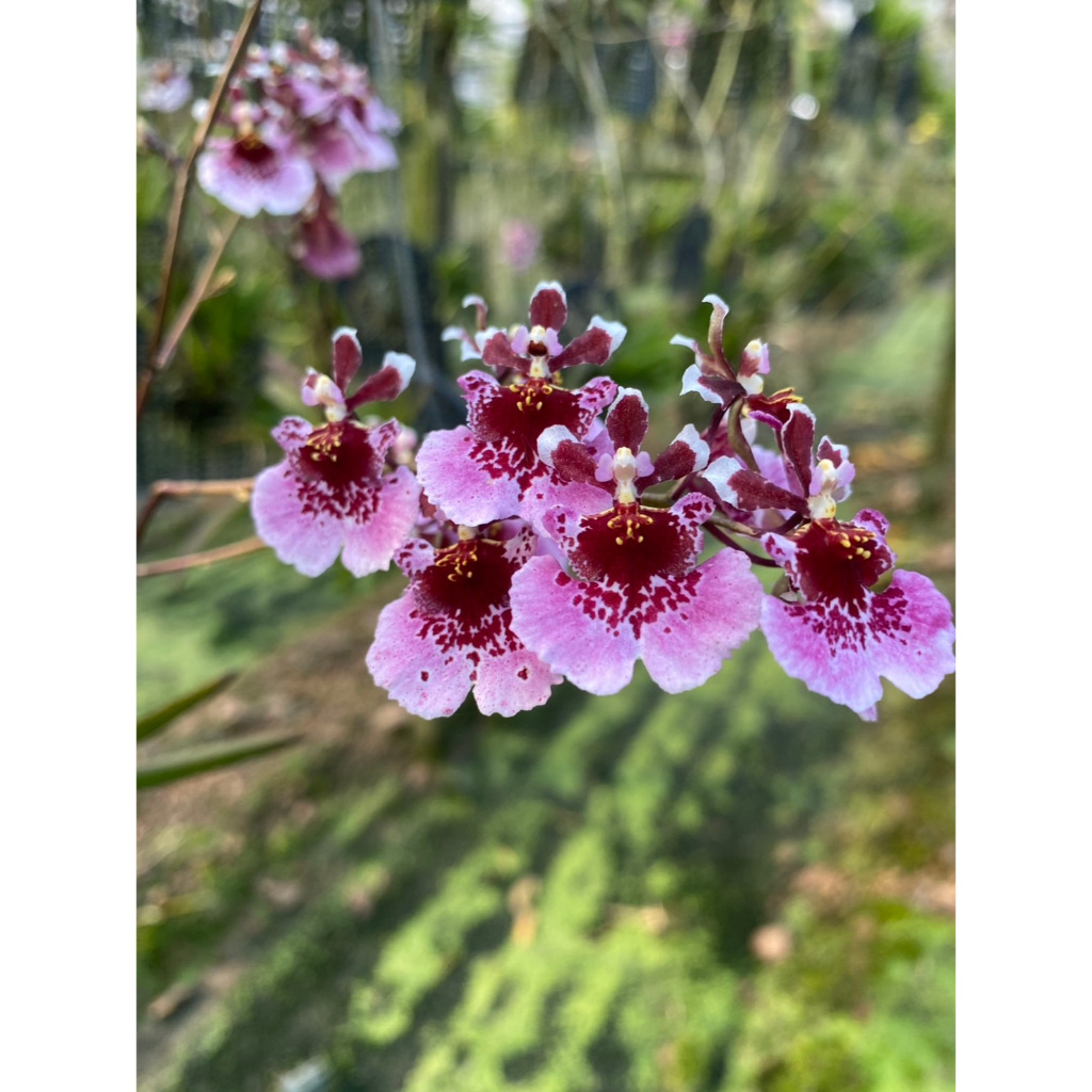 กล้วยไม้ ออนซิเดียมแคระ คละสี ให้ดอกเยอะ