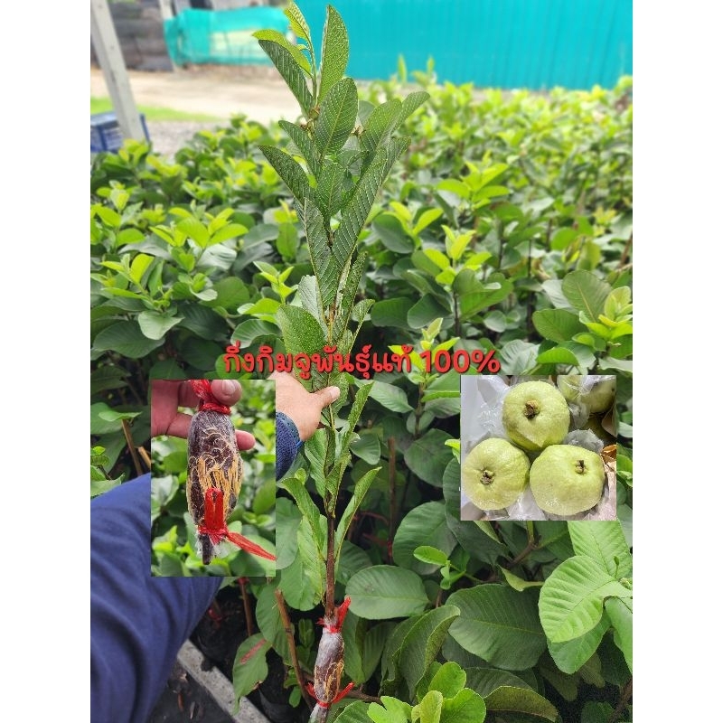 กิ่งฝรั่งกิมจู เกรดAพันธุ์แท้100% รากเต็มทุกกิ่ง 1กิ่ง สั่งขั้นต่ำ 3 กิ่ง