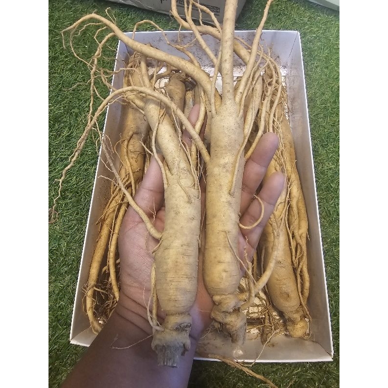 โสมสดเกาหลีใต้ รุ่นกลาง  เหมาะกับการดองขนาดบรรจุ2ตัว โสมเกาหลี