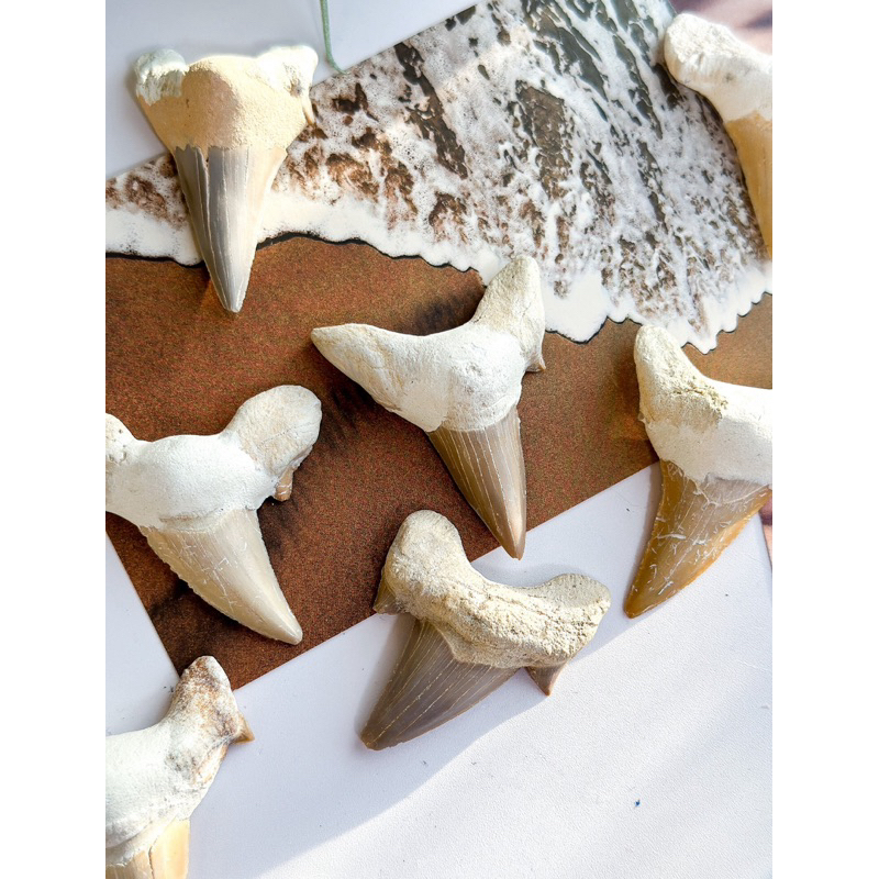 Shark Fossil Teeth, Protection & Strength, Shark Tooth Fossil, Shark Tooth, Shark Fossil Tooth, Shar