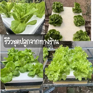 ชุดใหญ่ (กล่องโฟม 3 ใบ) ชุดปลูกผักสลัดไฮโดรโปนิกส์