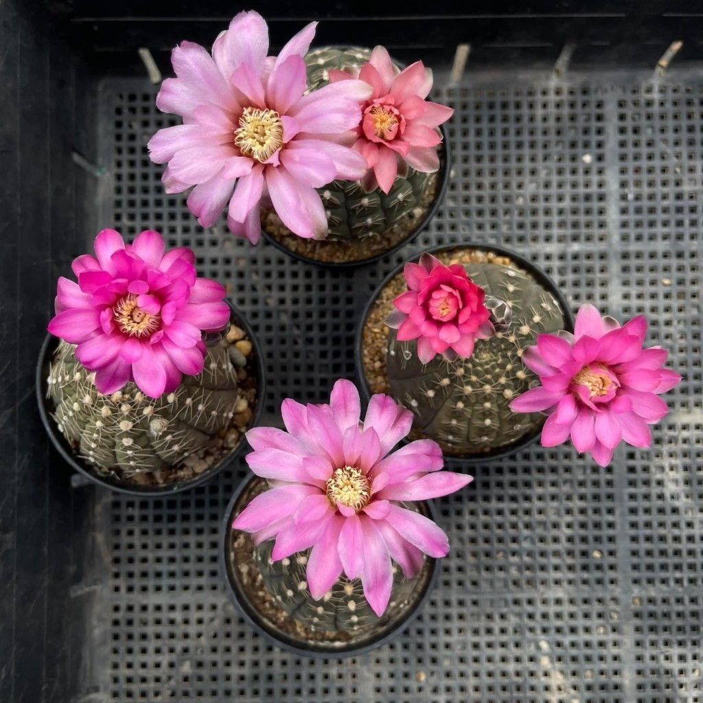 ยิมโนจานบิน Gymnocalycium ragonesei กระถาง 2-3 นิ้ว ราคา ถูกที่สุด ดีลบีเคเค แกลเลอรีภาพที่ 3