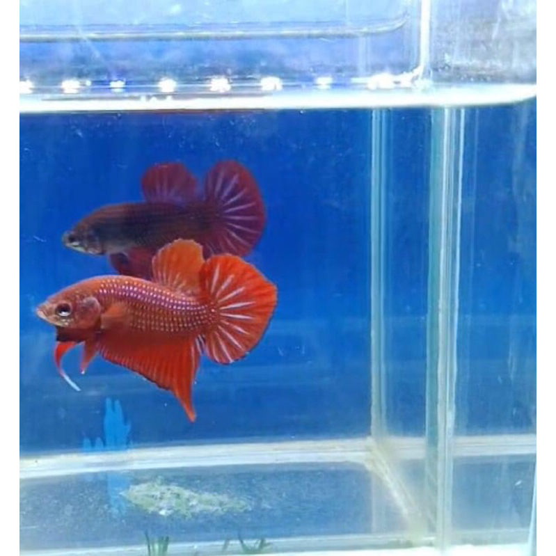 ปลากัดเบญจรงค์สีแดงสวยๆ