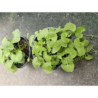 บัวบกในกระถางขนาด5นิ้วเพคคู่2กระถางราคา55บาท/พร้อมส่ง