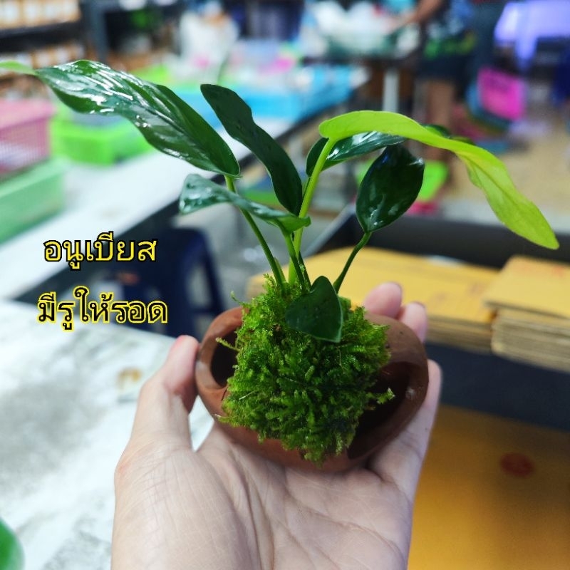 (อนูเบียส )..(มีรู ติด มอส) น่ารักสุด – โปรปัง
