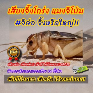 เสียงล่อจิ้งหรีด เสียงล่อจิโป่ม เสียงล่อจินาย ได้ผลดีมาก เสี…