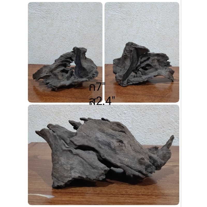 ซากไม้ ขอนไม้ สำหรับตู้ปลา กล้วยไม้ ไม้แต่งterrarium