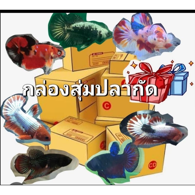 กล่องสุ่มปลากัดสวยงาม