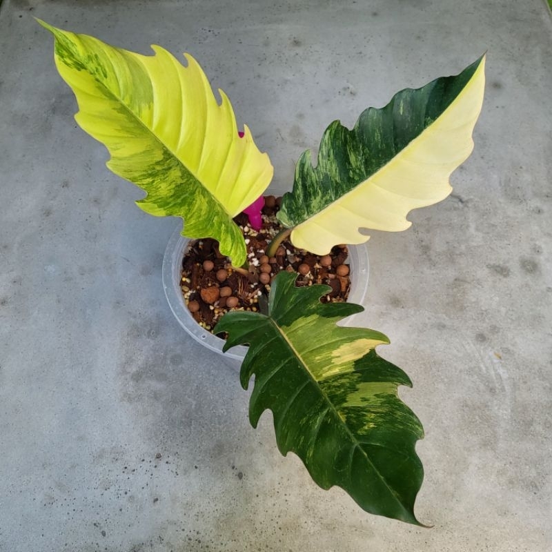 Philodendron Caramel Marble Variegated พิณนาคด่าง จัดส่งพร้อมกระถาง