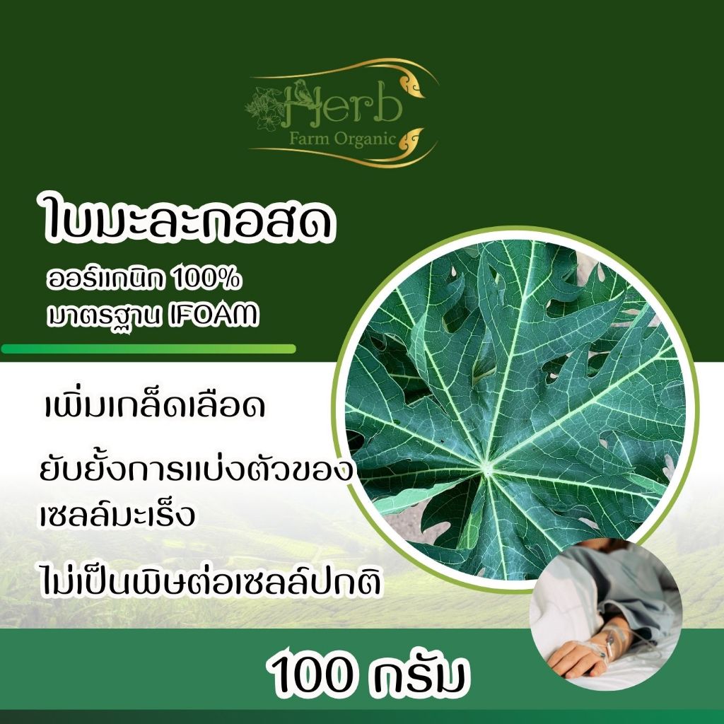 ใบมะละกอ ใหญ่เขียวสด คัดใบ ไม่ก้านปน ซื้อ 2 แถม 1 อินทรีย์จริงมาตรฐาน IFOAM ฝาหรั่งยอมรับ ปลอดภัยเกิน 100