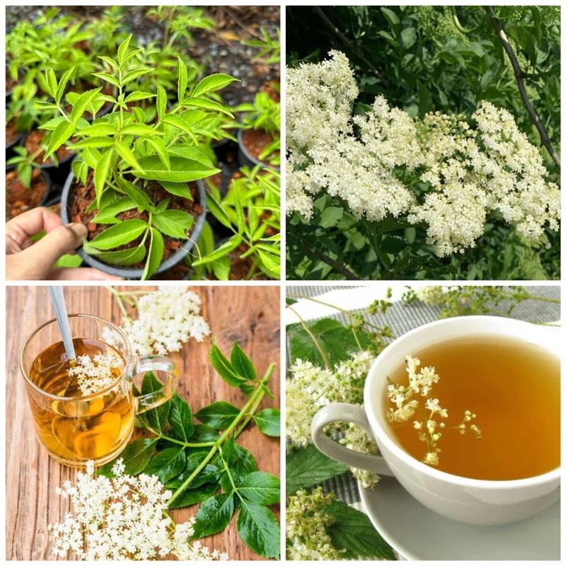 ต้นElderflower เอลเดอฟลาวเวอร์ กระถาง5นิ้ว