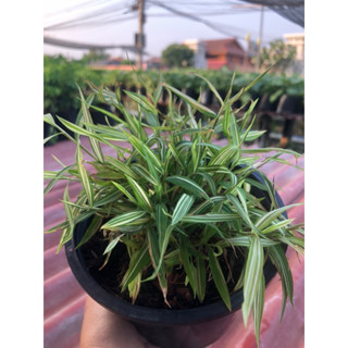 ต้นไม้ ต้นไผ่เงิน (ไผ่แมว) ต้นละ 35 บาท