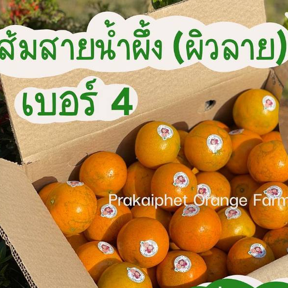 ส้มสายน้ำผึ้ง ส้มผิวลาย เบอร์4ถูกที่สุดแล้ว หวานอมเปรี้ยว 5 กิโล  🍊อำเภอฝาง จังหวัดเชียงใหม่