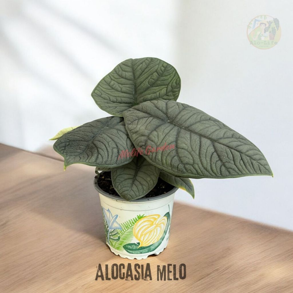 อะโลคาเซียเมโล Alocasia melo กระถาง 5 นิ้ว