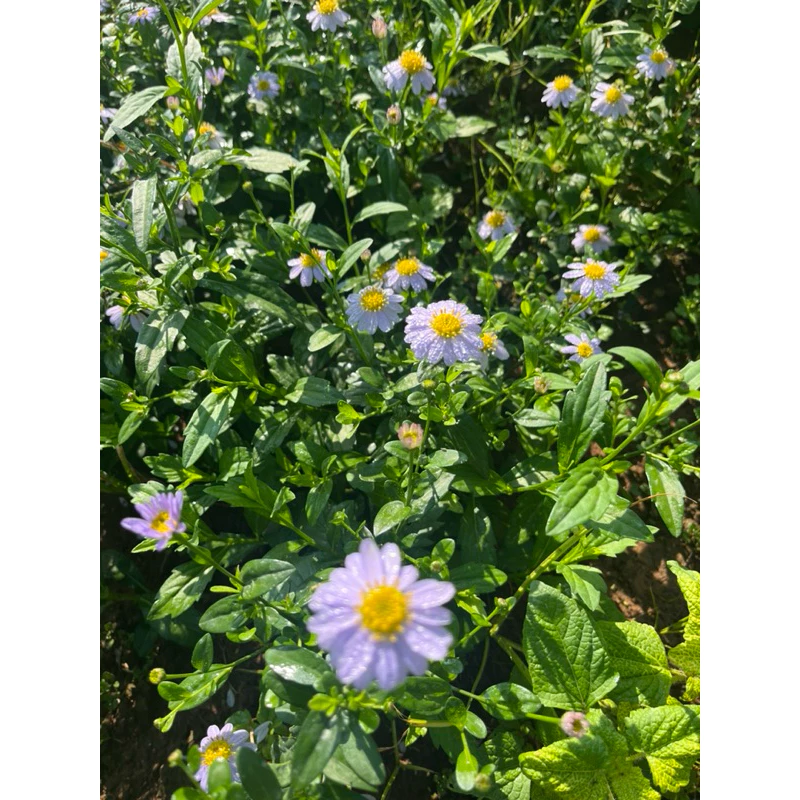 🌱ต้นกล้าเดซี่มากาเร็ต 🪻ม่วงอ่อน👉ปลูกง่าย🌼ดอกไม้ทานได้