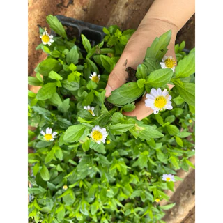🌱ต้นกล้าเดซี่มากาเร็ต 🪻ม่วงอ่อน👉ปลูกง่าย🌼ดอกไม้ทานได้