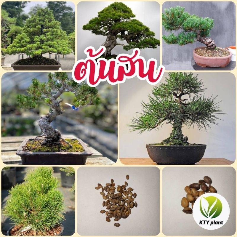 ต้นสน 10 เมล็ด สนดำ สนขาว​ ไม้บอนไซ