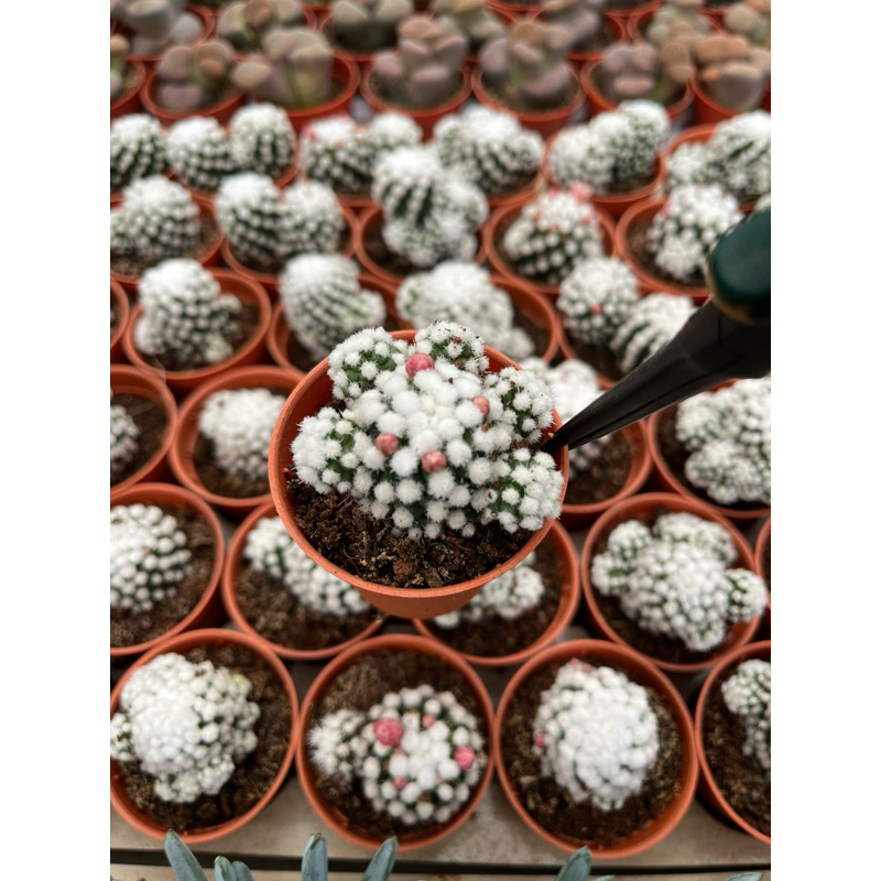 Mammillaria  Oruka ดอกชมพู