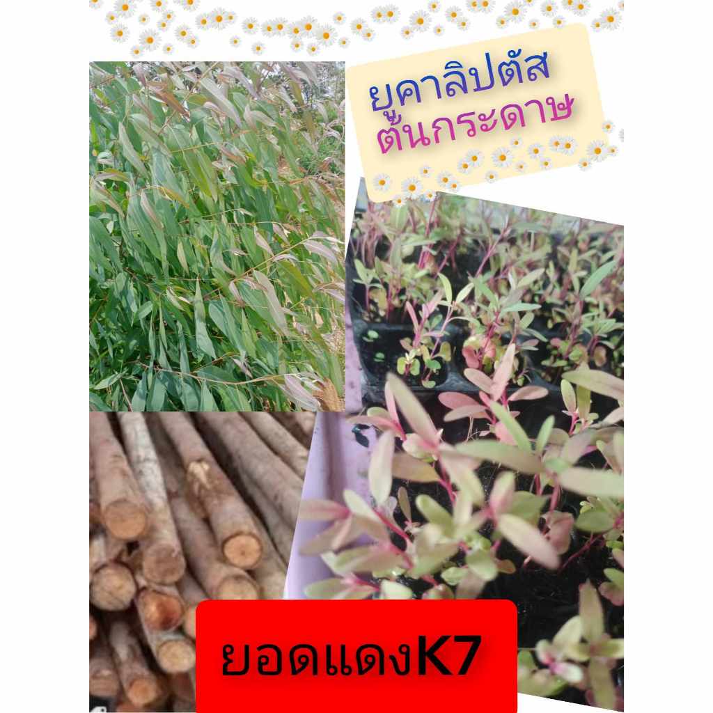 ยูคาลิปตัสเมล็ดพันธุ์สายพันธุ์เค7ยอดสีแดง(ต้นกระดาษ)1,000เมล็ด 59บาท - รูปที่ 2