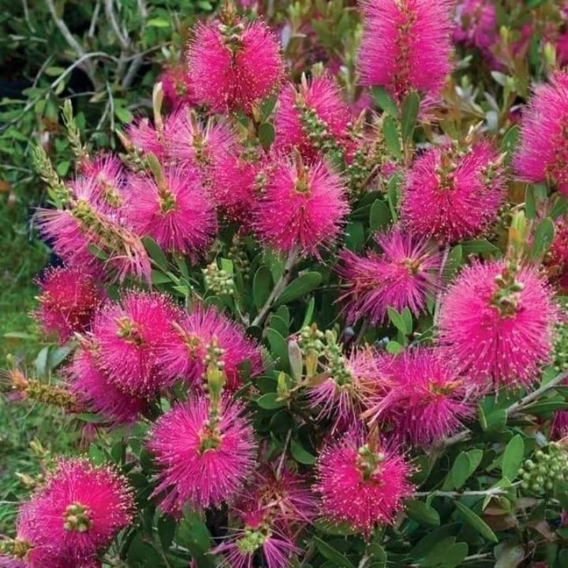 ต้นแปรงล้างขวดสีชมพู1ต้นถุงดำ ต้นเล็ก ไม้ประดับหาชมยาก