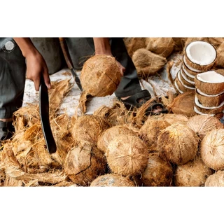 กาบมะพร้าว ขุยมะพร้าว 500g. / 900g. (จากเปลือกมะพร้าว) กาบมะพร้าวสับ มะพร้าวสับ ทำให้ดินโปร่ง