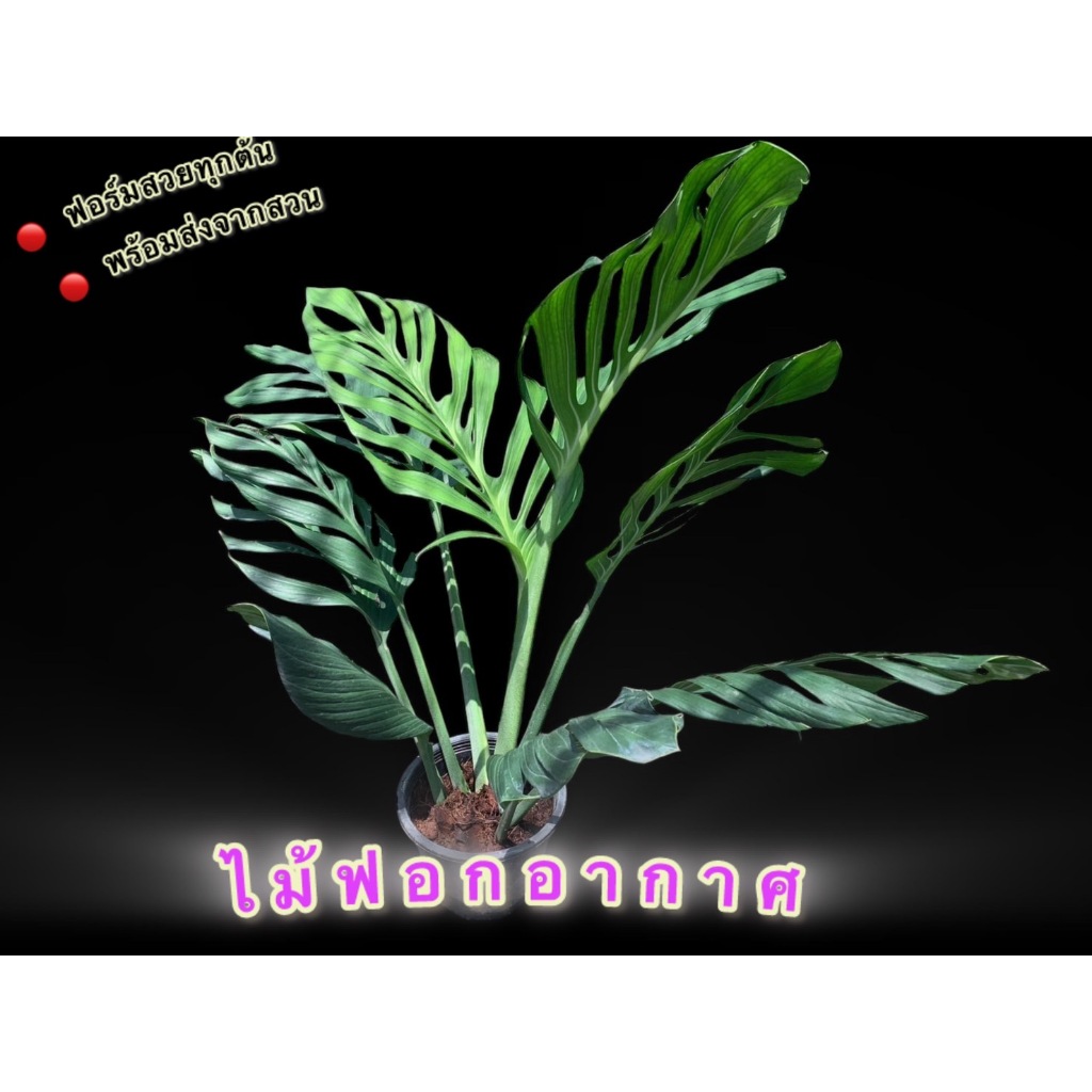 ต้นไม้ จัดสวน Siam Monstera สยามมอนสเตอร่า กระถาง 8 นิ้ว ต้นใหญ่ใบฉีกสวยมาก
