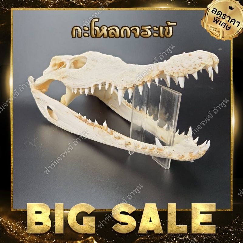 กะโหลกจระเข้ 14-20 นิ้ว สำหรับตกแต่งตู้ปลา ตู้สัตว์เลี้ยง