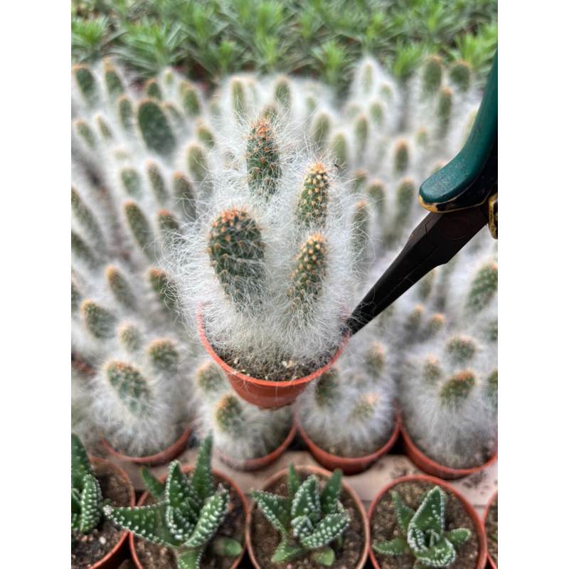 AUSTROCYLIDROPUNTIA โอปันเทีย   หูกระต่าย ขนยาว
