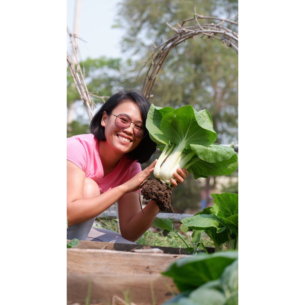 หมวดผักไทยอื่นๆ พร้อมวิธีปลูก วิธีปรุงดิน ให้คำแนะนำตลอดการปลูก ด้วยคลิปวีดีโอ - รูปที่ 4