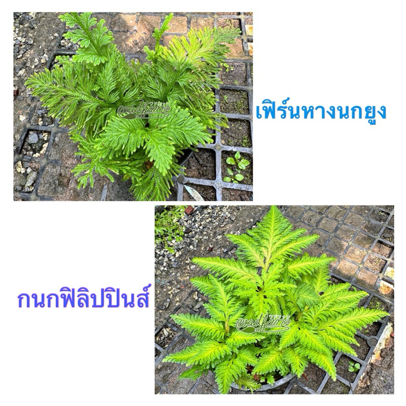 🪴เฟิร์นหางนกยูง/กนกฟิลิปปินส์🪴